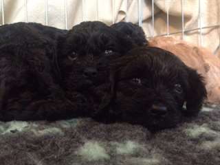cavapoo disponible