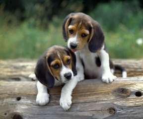 adorables chiots Beagle pour adoption