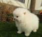 COTON DE TULEAR FEMELLE NON LOF A DONNER - photo 1