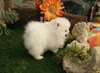 COTON DE TULEAR FEMELLE NON LOF A DONNER - photo 2