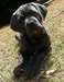 PEDIGREE Cane Corso - photo 1