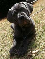 PEDIGREE Cane Corso
