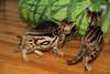 white Siberian tigers and Bengal tiger cubs - - photo 1