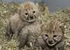 Ebelles , Cheatah , tigre margay,l&#233;opard oursons &#224; - photo 1