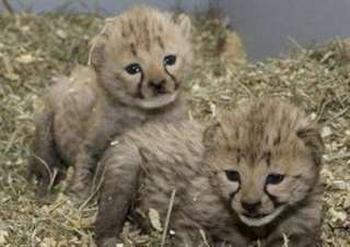 Ebelles , Cheatah , tigre margay,l&#233;opard oursons &#224;