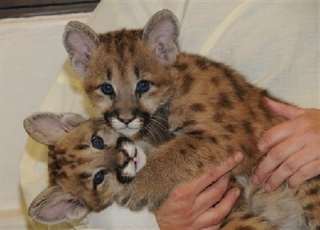 Siberian tigers and Bengal tiger cubs - VoyF