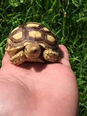 Aldabra tortue sulcata &#192; Vendre Elles sont en