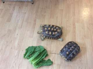 ...Aldabra tortue sulcata &#192; Vendre Elles sont en t