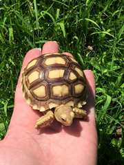 mignon et adorable soulevé sulcata , Hemann , de R