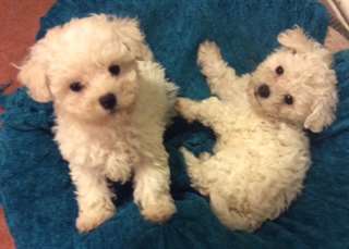 chiots tr&#232;s doux Bolognese