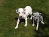 ** Les chiots dalmatiens ** - photo 1