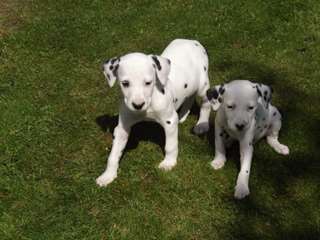 ** Les chiots dalmatiens **