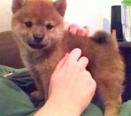 Shiba Inu chiots à la vente à de bonnes maisons