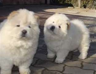 AKC enregistré Chow Chow chiots à vendre
