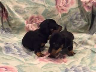 pur2 mini chiots teckel &#224; vendre  2 mini Dachshund