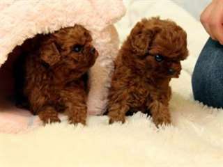 Parfait maison loven attente animal micro caniche