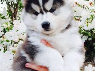 Magnifiques chiots Husky sibérien bleu Eyes