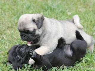 Chiots M / F Pug pour Adoption