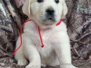 Admirables Golden Retriever chiots pour adoption