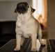 chiots carlin pour adoption - photo 1