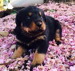 chiots rottweiler