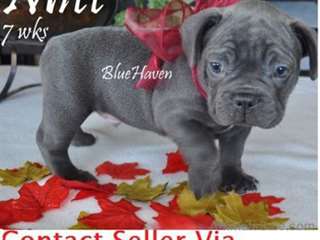 Les chiots Bleu Brindle Bouledogue français