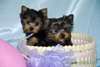 Bébés yorkshire sucrés et surprenantes pour Bon Ac - photo 1