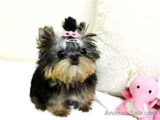 Qualité Platinum Yorkie avec un visage précieuse d