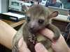 Bébé actif et enregistré Kinkajous disponibles . - photo 1