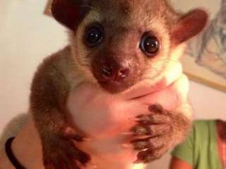 Bébés Kinkajou Mignon à vendre