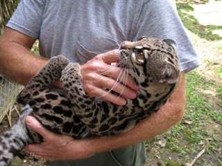 Belle M / F Margay Cubs &#192; Vendre
