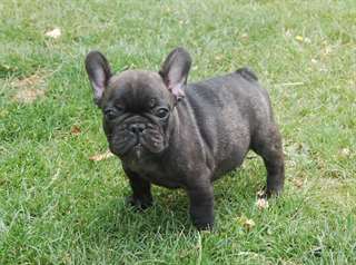 adorable chiot bouledogue Francais de pure race