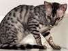 ocelots chaton et Savannah Fille Vendre sur Active - photo 1