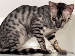 ocelots chaton et Savannah Fille Vendre sur Active