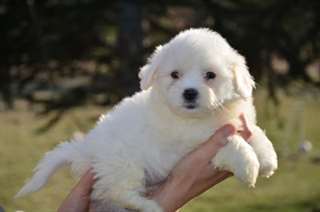 A donner chiot type coton de tulear
