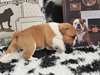 Magnifiques chiots bouledogue anglais avec des pa - photo 1