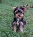 chiot Yorskhire de pure race - photo 1