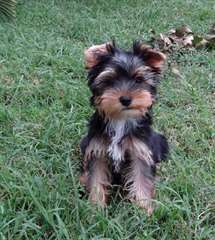 chiot Yorskhire de pure race