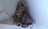 CHATONS BENGAL A DONNER - photo 2