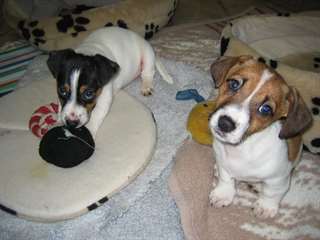 Deux qualit&#233; Belle Belle Jack Russell Terrier chio