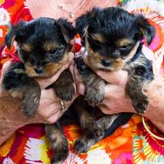 Chiot type yorshire 1femelle 1MAL a donné