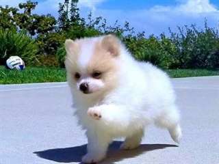 Jolie chiots de Poméranie mâle et la femelle ,