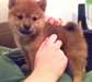 Shiba Inu chiots à la vente à de bonnes maisons - photo 1