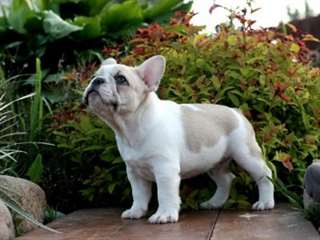 Pure Race Bulldog francais chiots à vendre