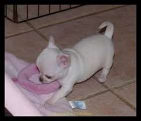 Superbes Chiots Chihuahua Pure Race Poils courts