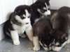Siberian Husky chiots pour adoption - photo 1