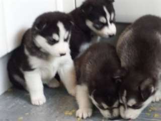 Siberian Husky chiots pour adoption
