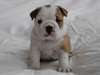 English Bulldog puppys male et femelle - photo 1