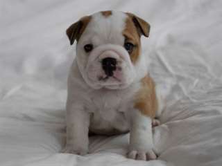 English Bulldog puppys male et femelle