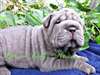 choits Shar Pei disponible - photo 1